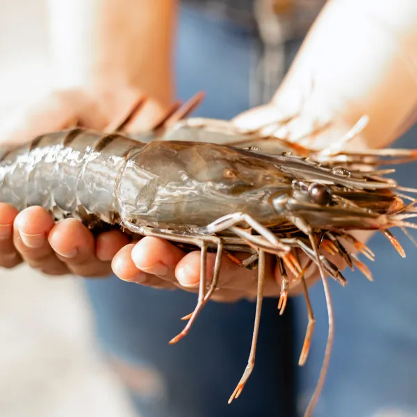 An Update of India’s Black Tiger Shrimp Revival