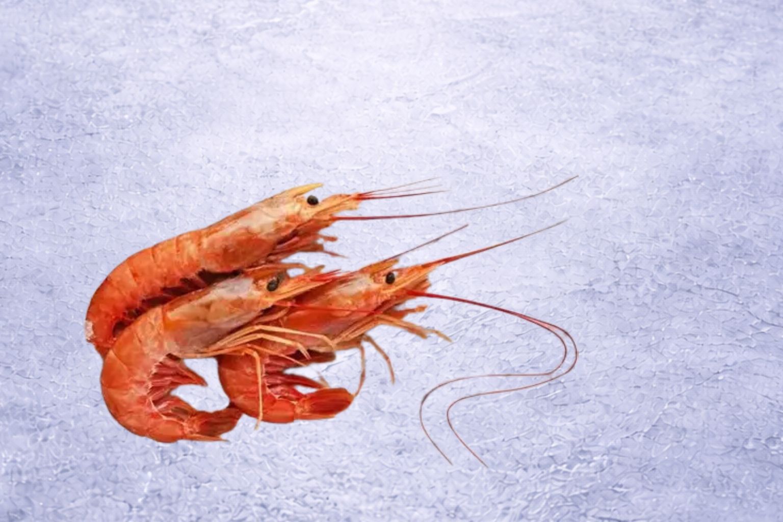Premium Argentine Red Shrimp | Pleoticus muelleri