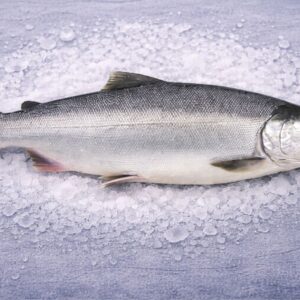 Premium Atlantic Salmon | Salmo salar