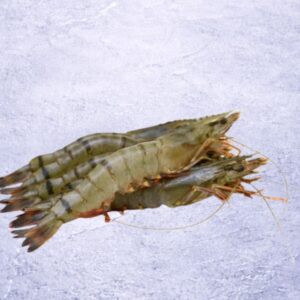 Premium Black Tiger Prawns | Penaeus monodon