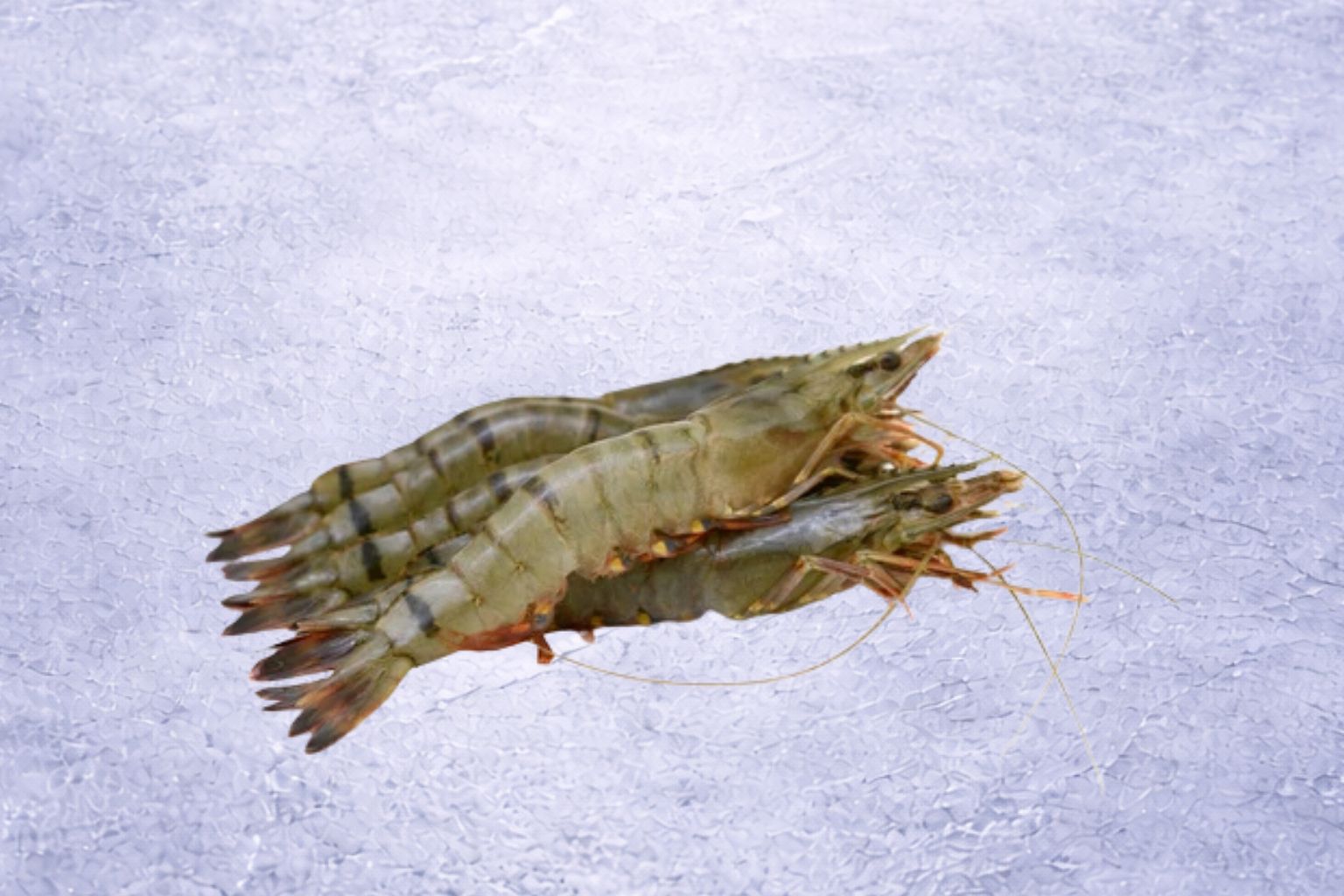 Premium Black Tiger Prawns | Penaeus monodon
