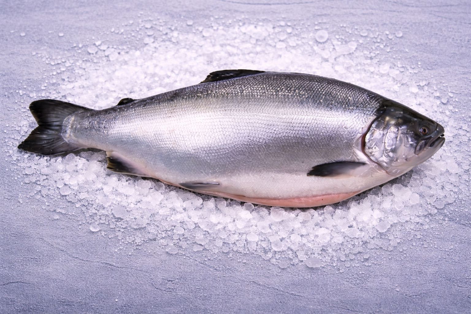 Salmón Coho Premium | Oncorhynchus kisutch - Imagen 2