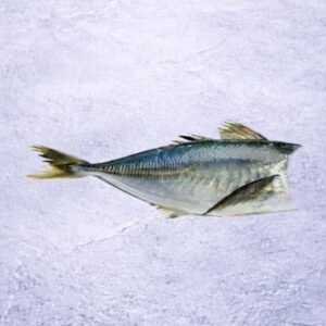 Jack Mackerel HG | Trachurus murphyi (Headed & Gutted)