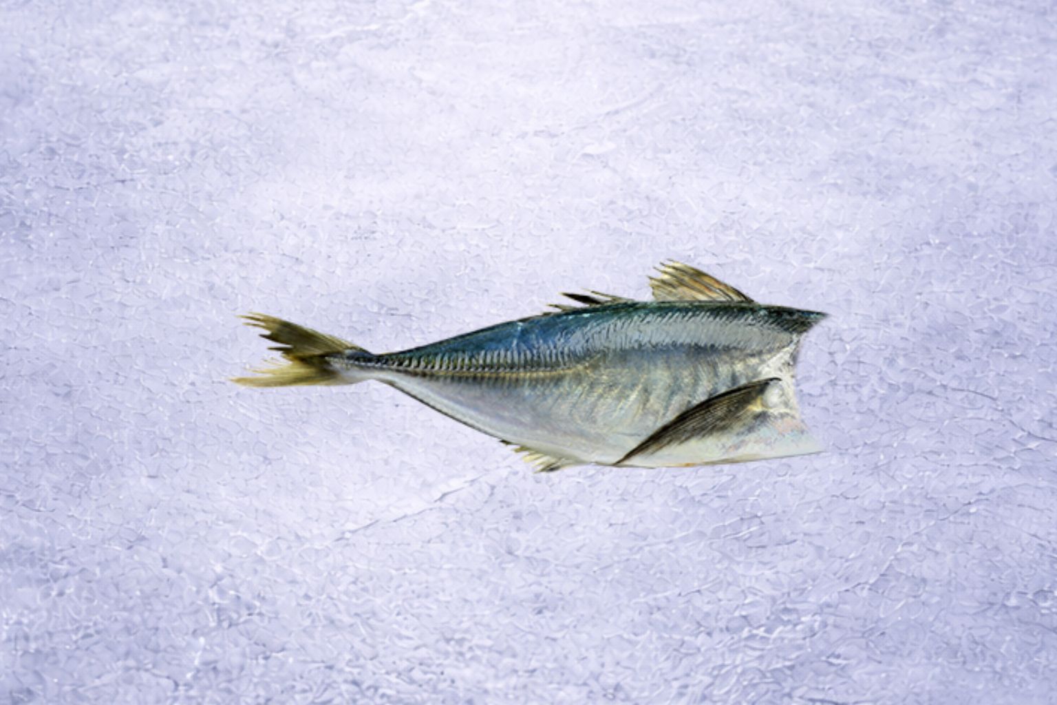 Jack Mackerel HG | Trachurus murphyi (Headed & Gutted)