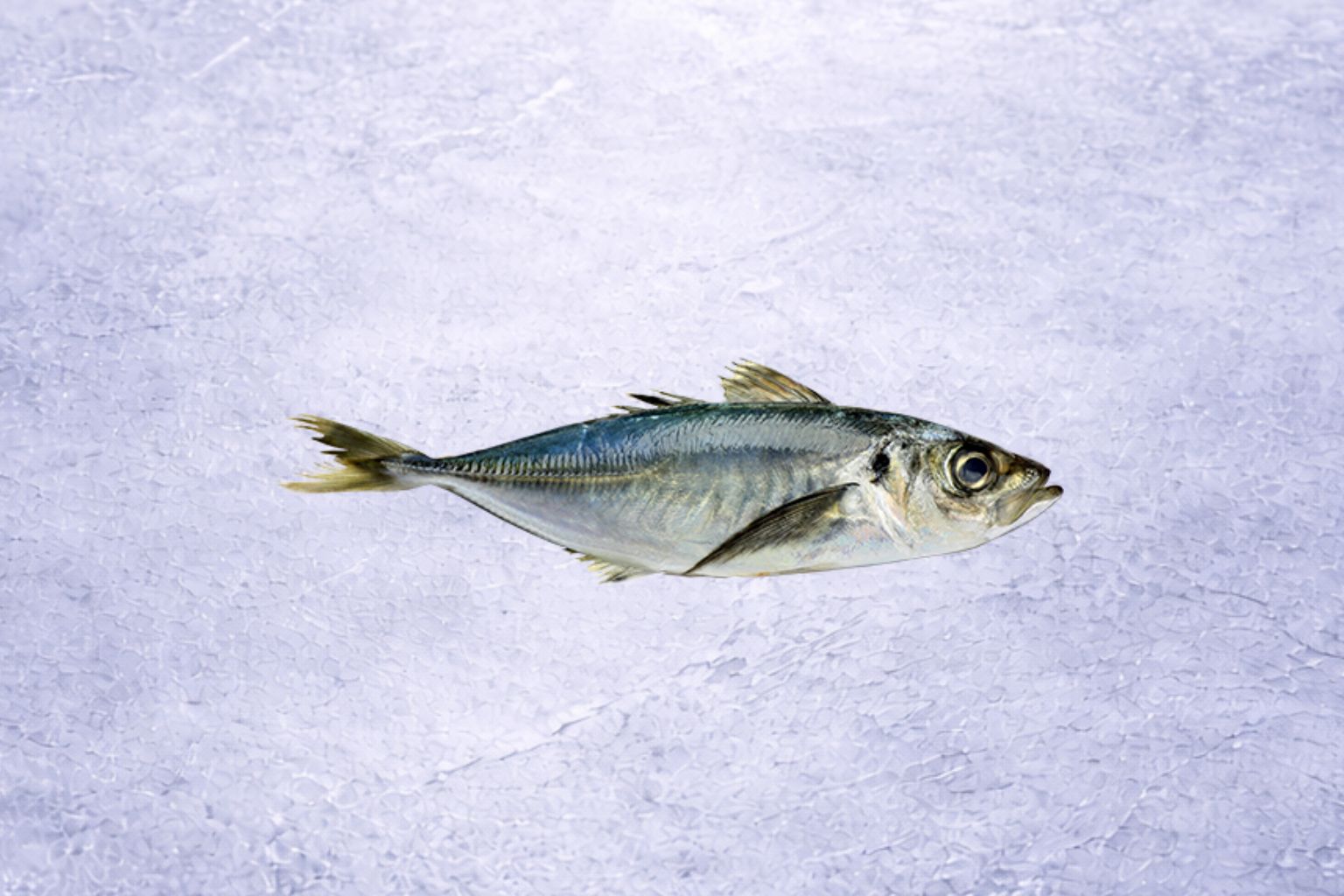 Whole Jack Mackerel | Trachurus murphyi