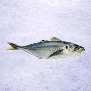 Jack mackerel